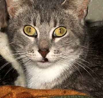 Photo of Kitty
