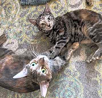 Photo of Cinnamon & Stormy