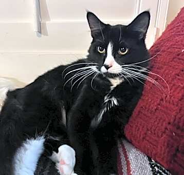 Photo of Vader