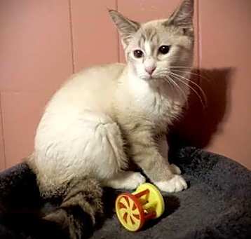 Photo of Juno Guye *$pecial FELV+ fee