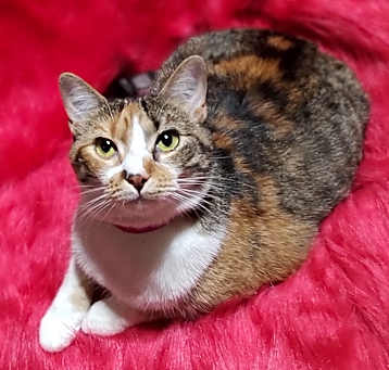 Photo of CALI B