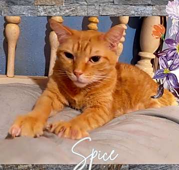 Photo of Spice (w/Sugar)