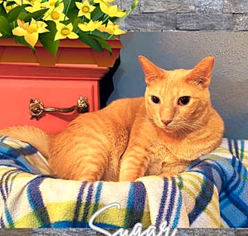 Photo of Sugar (w/Spice)