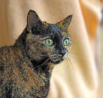 Photo of Amanda