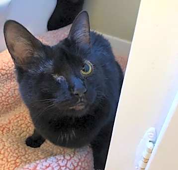 Photo of PIPER - need to be adopted with sister Callie