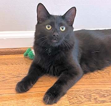 Photo of Raven 4