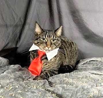Photo of Tabby