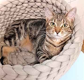 Photo of Chili