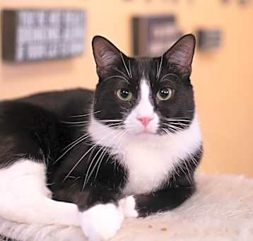 Photo of Peanut