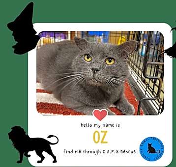 Photo of OZ