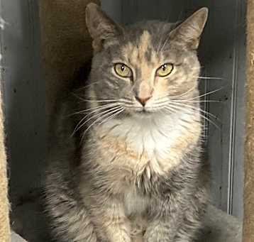 Photo of Juno