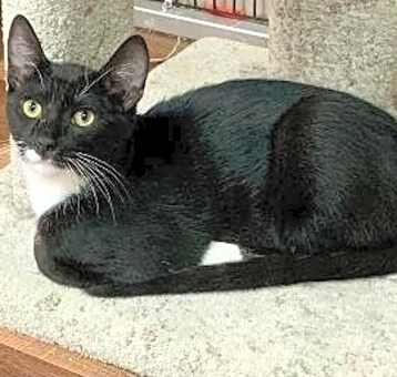 Photo of Rufus
