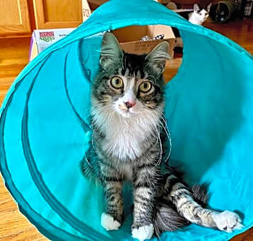 Photo of Percy
