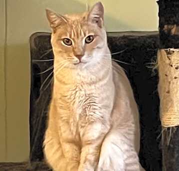 Photo of Cashew