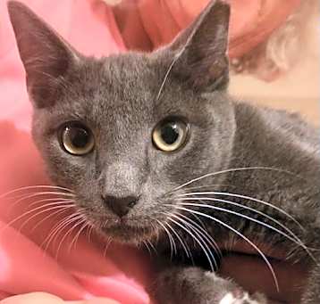 Photo of Dewey