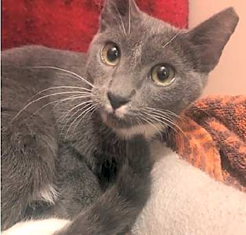 Photo of Dexter