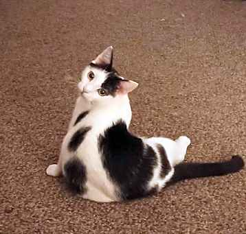 Photo of Calipurr
