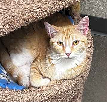 Photo of Cheddar