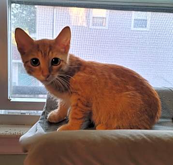 Photo of Watson