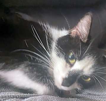 Photo of Tuck Tuck