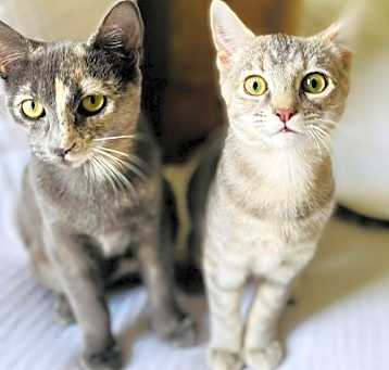 Photo of Saari - Adopt Me With My Pretty Sister Bo!