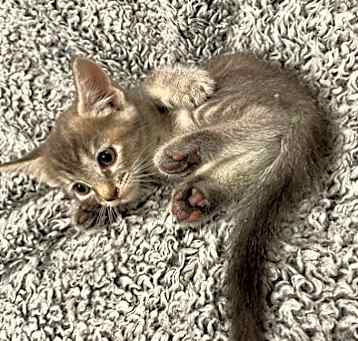 Photo of Boo Adopt Me With My Sister Spooki!