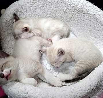 Photo of Foster These Siamese New Kitten Arrivals