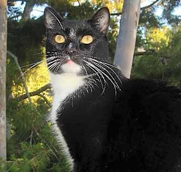 Photo of Willow