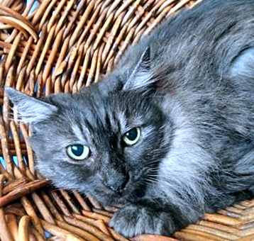 Photo of Piper