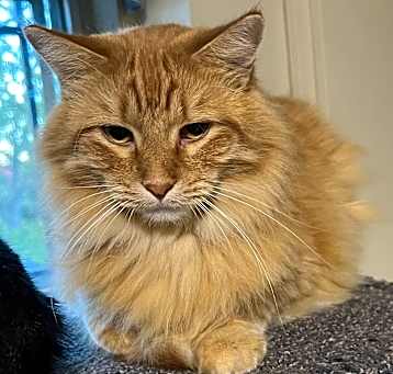 Photo of Shredder