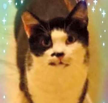 Photo of Lucky
