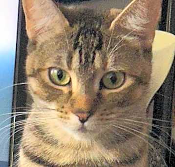 Photo of Tiggy