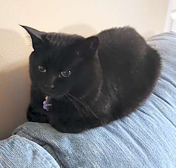 Photo of Simba