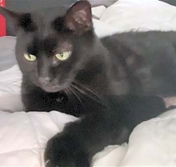 Photo of KIPPER (COURTESY POST)
