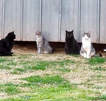 Photo of momma feral