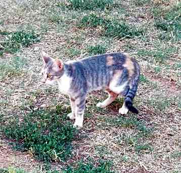 Photo of Kazz Feral barn cat