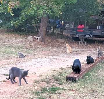 Photo of Pumba