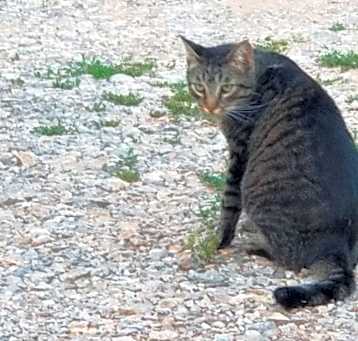Photo of Tom Feral