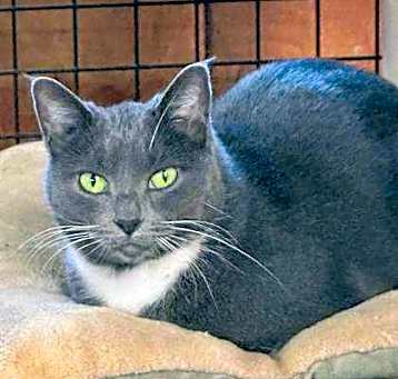 Photo of Pewter