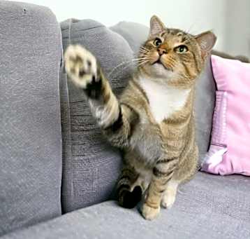 Photo of Kitty Man