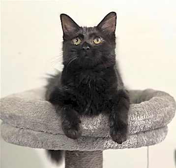 Photo of Puffy