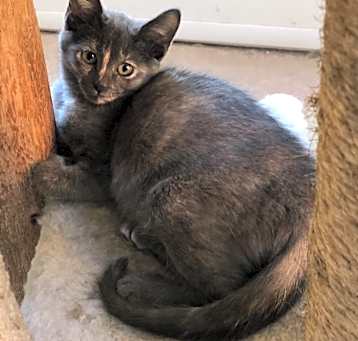 Photo of SIDNEY  II