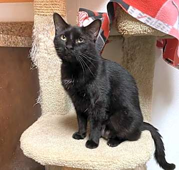 Photo of Shadow