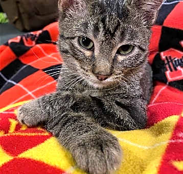 Photo of Onyx