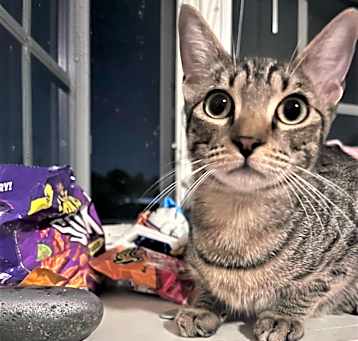 Photo of Coco