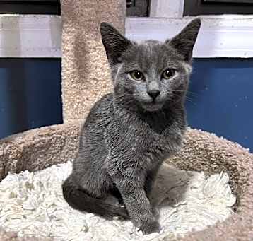 Photo of Blue