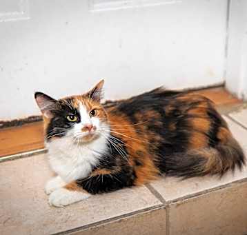 Photo of Mittens