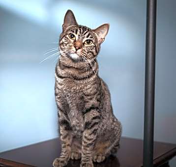 Photo of Azazel