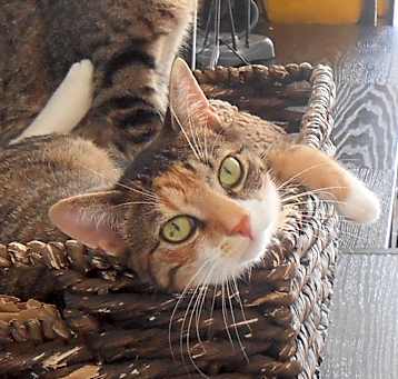 Photo of OLIVIA- Princess of Hearts