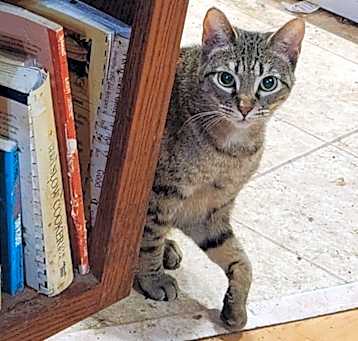 Photo of Scarlet